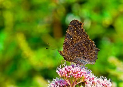 European Peacock Butterfly