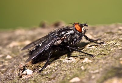 Blow-fly