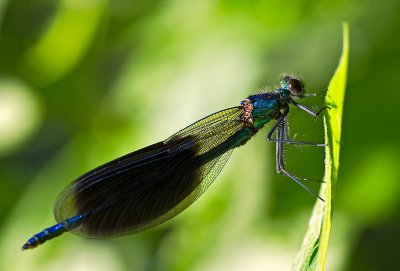 Banded Demoiselle