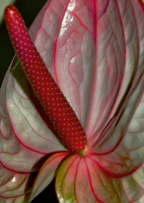 Power of Flower