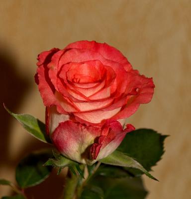 Exquisiteness