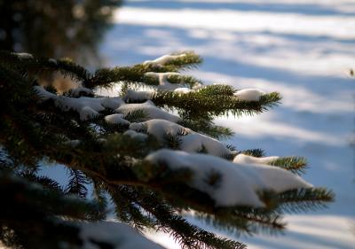 Spruce, Snow & Light