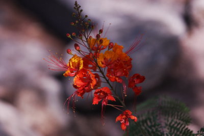 Desert Flower Arizona