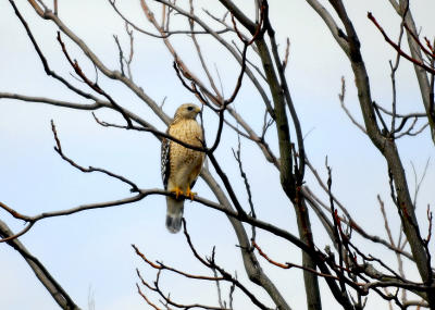 Red Shoulder Hawk