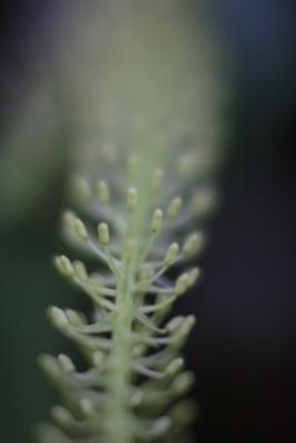 Flowers_00008.JPG