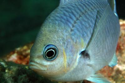 Chromis hypsilepis One Spot Puller