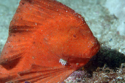 Pataecus fronto Red Indianfish