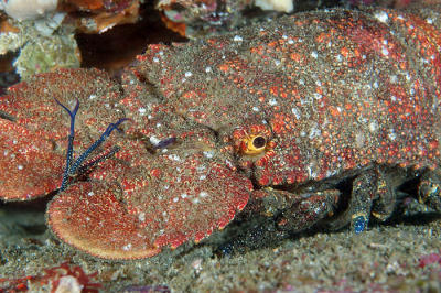 Scllarides squammosus Slipper Lobster