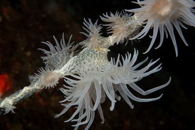 Nemanthus Annamensis Tiger Anemone