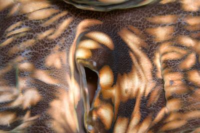 P5120561-Giant-Clam-Closeup.jpg