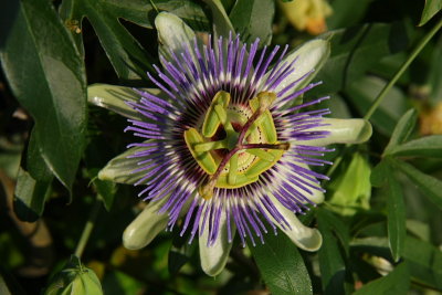 Passion Flower