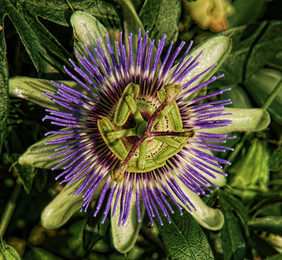 Passion Flower