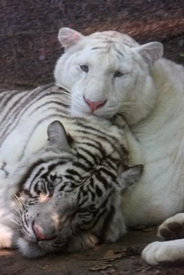 Best Buds.jpg