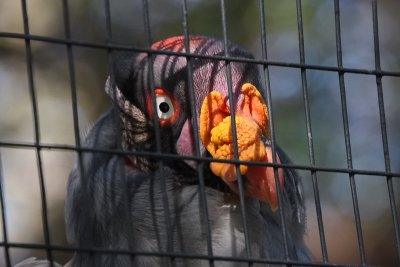Caldwell Zoo