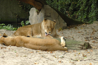 DSC_3230.jpg