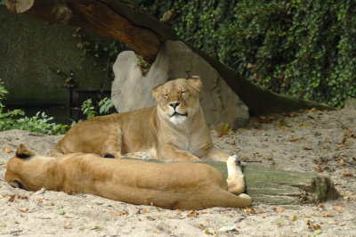 DSC_3231.jpg