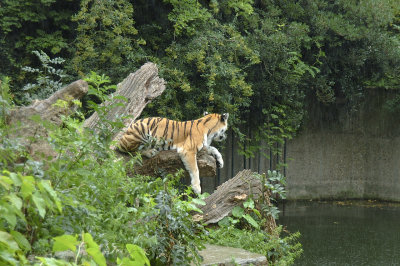 DSC_3239.jpg
