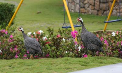 IMG_6874w.jpg