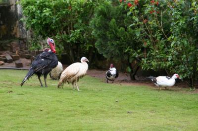 IMG_6884w.jpg