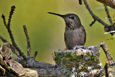 Baby Hummingbirds 2010