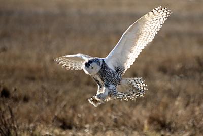 Snowy Owl 2006