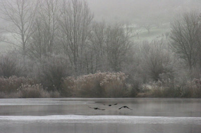 fog_at_the_lake