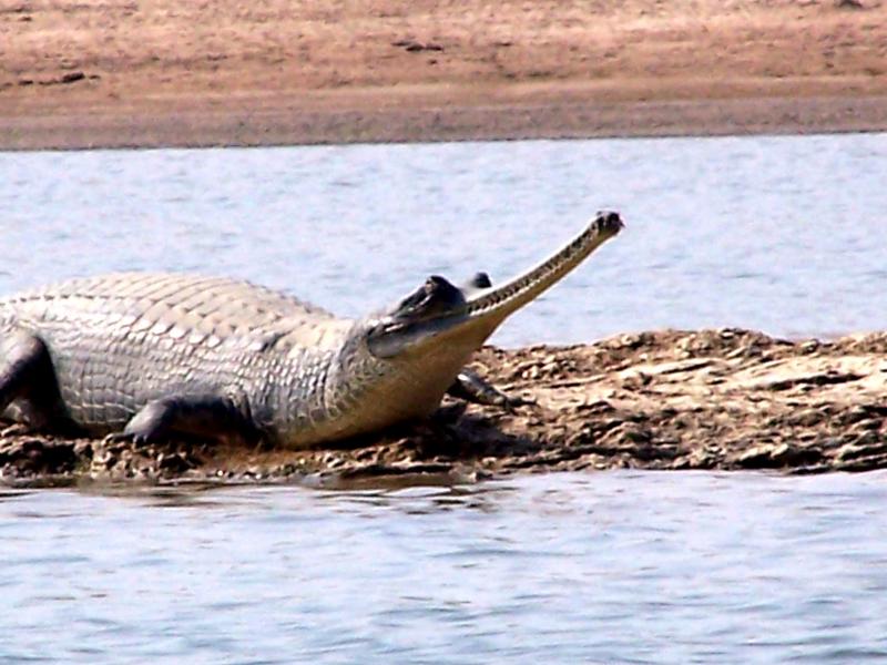alligator 1.JPG