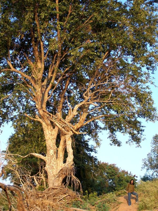 banyan tree.JPG