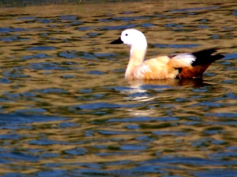 duck .JPG