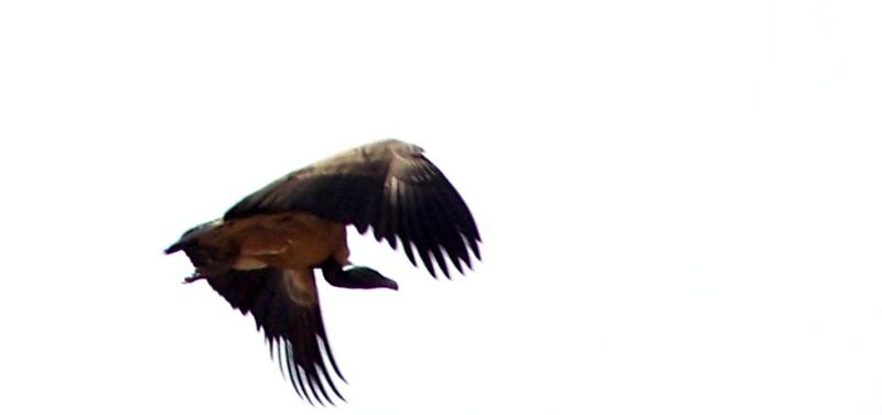 in flight.JPG