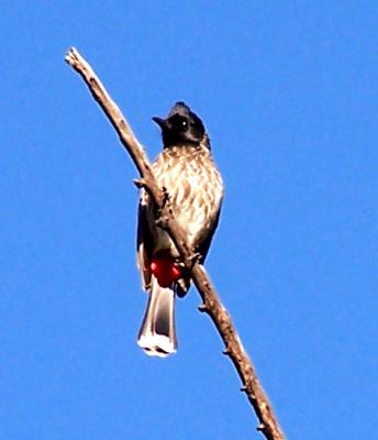 bulbul.JPG