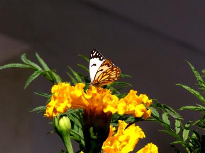 butterfly 2.JPG