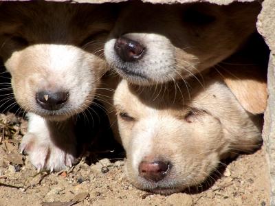 cosy threesome.JPG