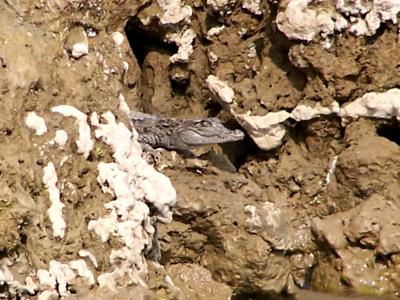 croc 1.JPG