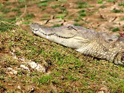 croc 2.JPG