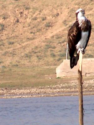 hawk .JPG