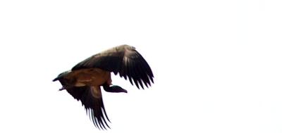 in flight.JPG