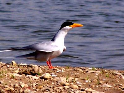 lapwing.JPG