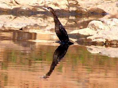 snake bird.JPG