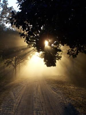sunlight.JPG