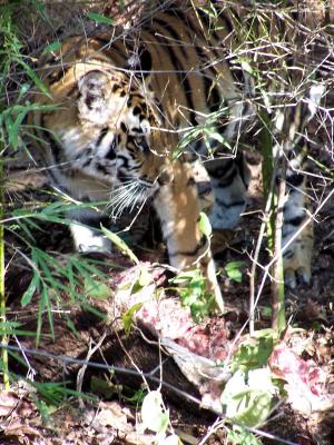 tiger with its kill.JPG