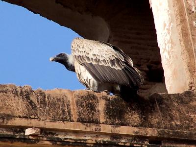 vulture 1.JPG