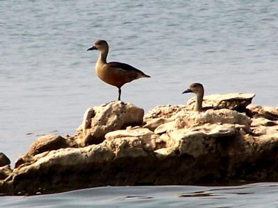 whistle ducks.JPG