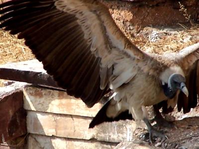 wing span.JPG