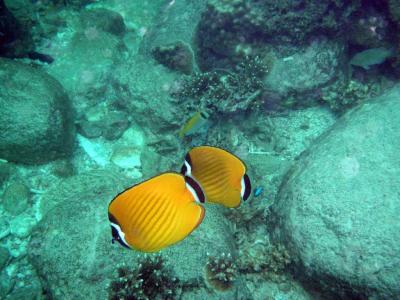PICT0270.jpg