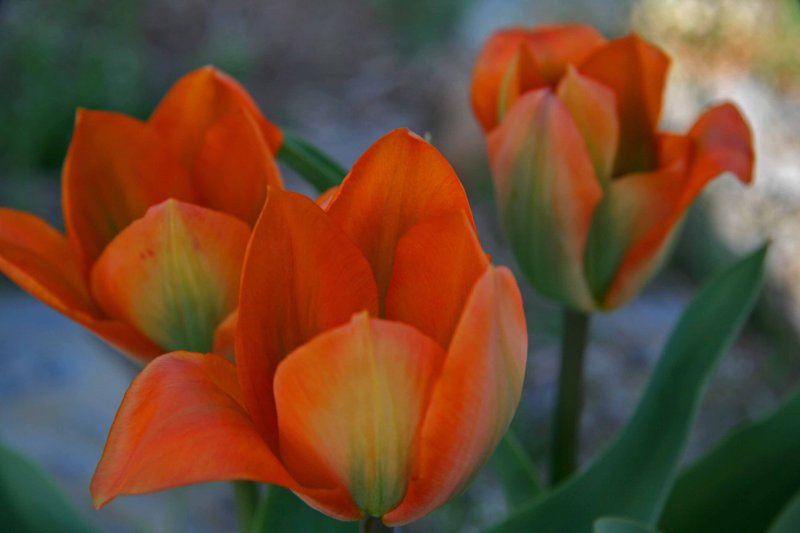 Tulips.