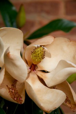 Magnoliaceae.