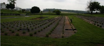 White Oak Lavendar Farm.