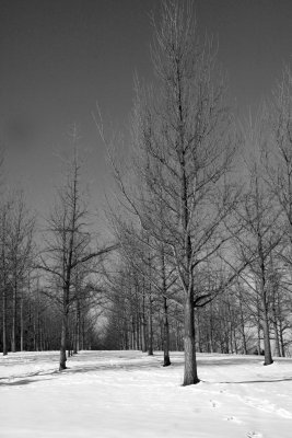 Snowy Gingko Grove.