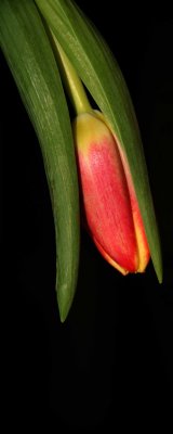 Toppling Tulip.
